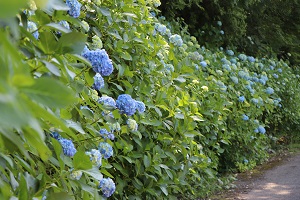 たくさんの花を咲かせているアジサイの写真