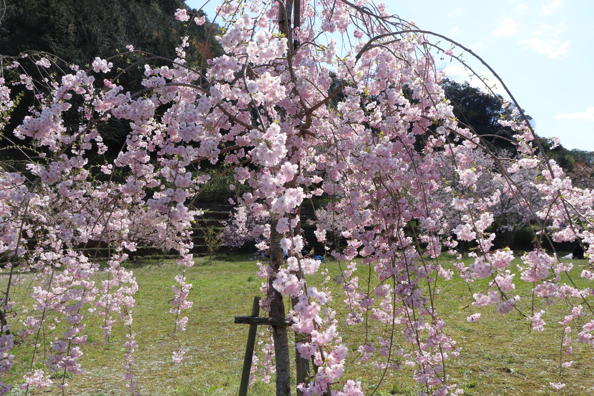 満開に咲く、枝垂れ桜の写真