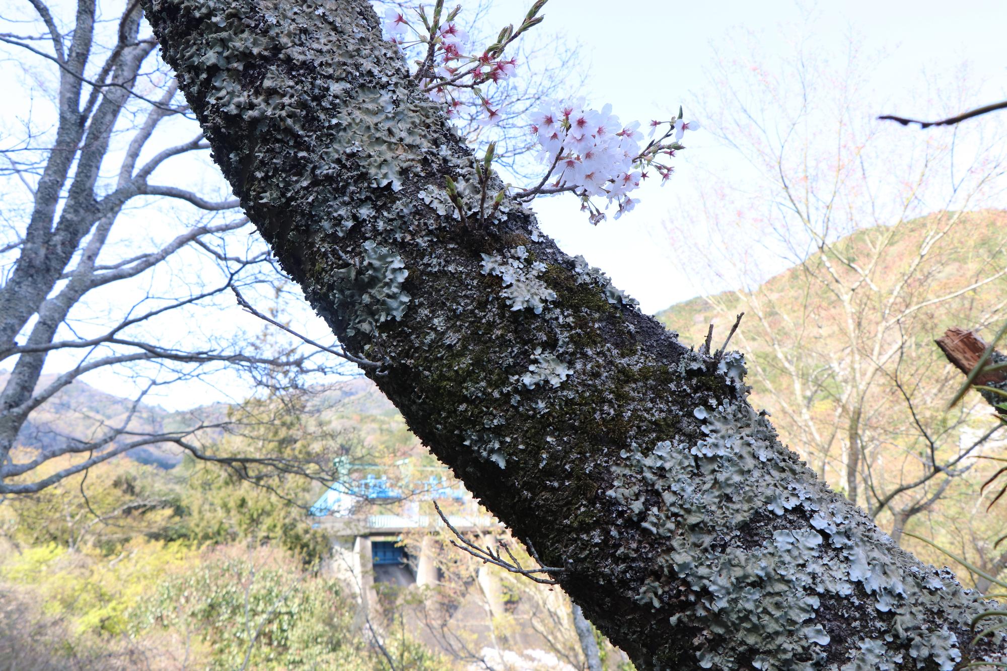 木の幹から咲いている桜の花の写真