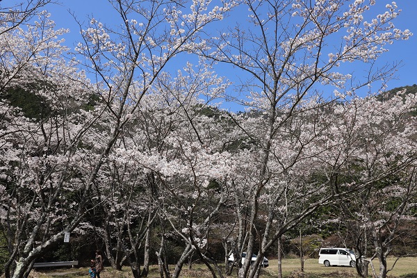 千足ダムバーベキューハウスの上にある満開の桜の木々の写真