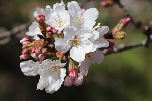 きれいな花を咲かせている桜の写真