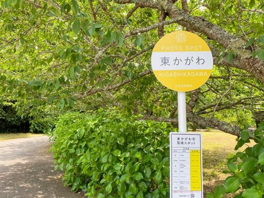 白鳥温泉駐車場横のフォトスポット、開花はまだ先のようです