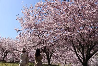 白鳥温泉の桜を撮影するひとたち