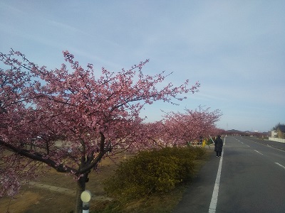 道路沿いに咲く、満開の桜の写真