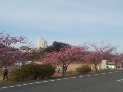 道路沿いに並んで咲いている満開の河津桜の写真