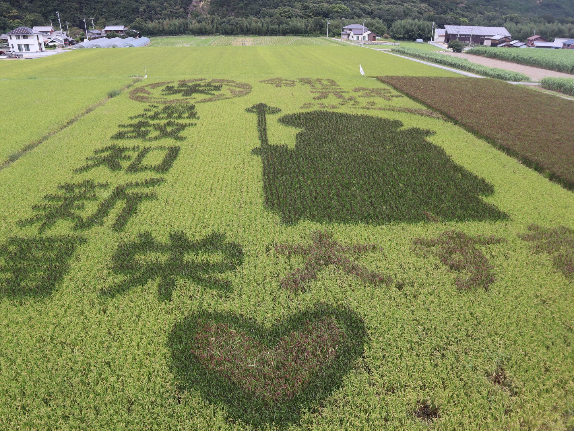 デザインが浮かび上がる田んぼアートの写真