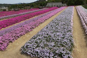 白やピンク、紫など、色とりどりの花を咲かせている芝桜の写真