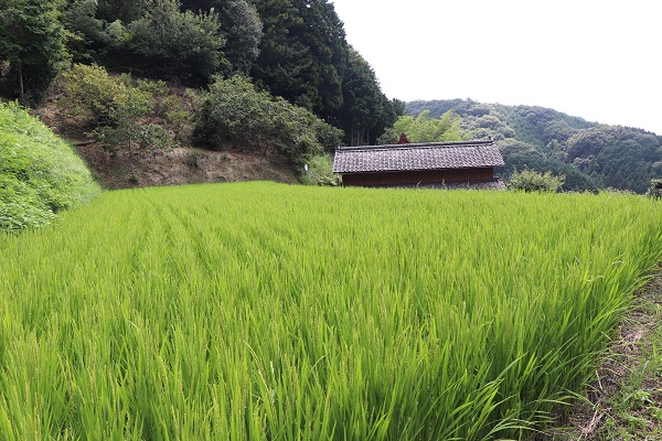 稲が育っている田んぼの写真