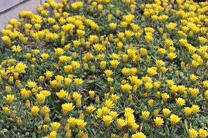 庁舎前の花壇に咲いている小さい黄色の花々の写真