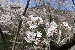 きれいな花を咲かせている桜の写真