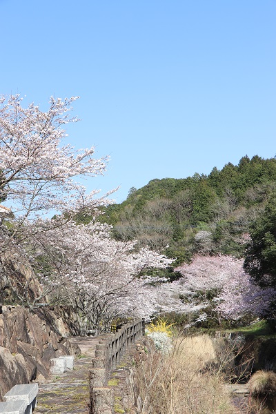 遊歩道沿いに咲く満開の桜の木々の写真