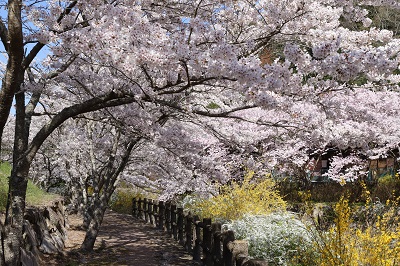白鳥温泉の遊歩道沿いの満開の桜