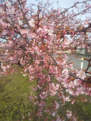 薄紅色の花がびっしりと咲いている桜の写真
