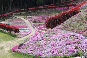 斜面一面に色とりどり花を咲かせている芝桜の写真