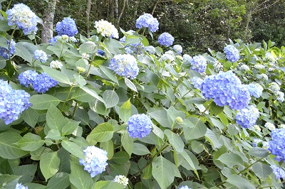 薄青の花を咲かせる満開のアジサイの写真