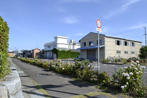 道路沿いにきれいな花を咲かせているアジサイの写真