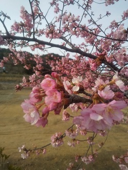 薄紅色の花を咲かせている桜の写真