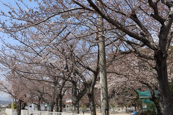 5分咲きぐらいの桜の木々が並ぶ吉田児童公園の写真