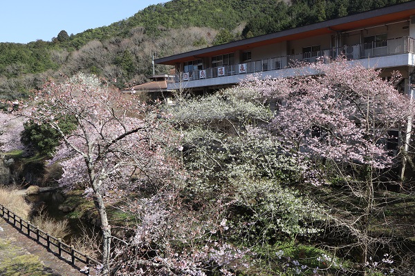 川沿いに並ぶそろそろ満開になる状態の桜の写真