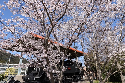 福栄のなかよし広場の桜