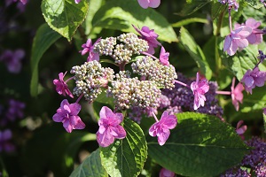 薄紅色の花が満開のアジサイの写真