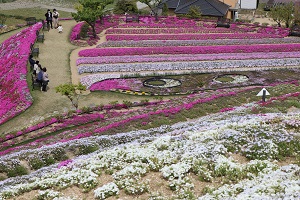 山頂からのぞむ、色とりどりの芝桜の写真