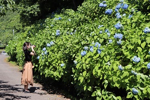 人の背丈以上のところに花が咲いているアジサイの写真