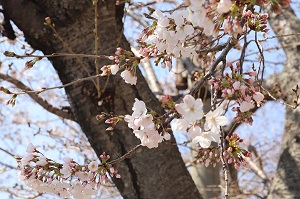 5分咲きぐらいの桜の写真