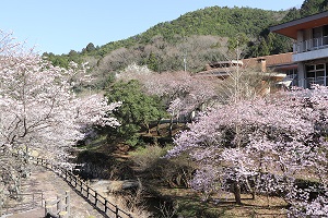 川沿いに咲く桜の木々の写真