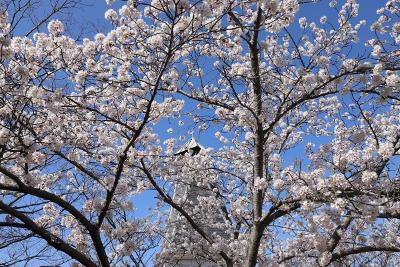 とらまる公園の桜