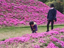 親子連れが芝桜富士を見ながら散策している様子の写真