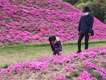 親子連れが芝桜富士を見ながら散策している様子の写真