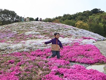 一面に咲く芝桜の中にある遊歩道を歩くこどもの写真