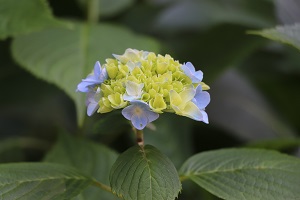 薄青の花を咲かせる満開のアジサイの写真