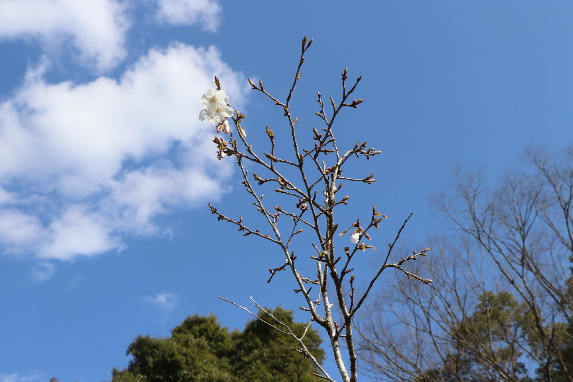 青空の下に一枝先に咲く桜の花の写真
