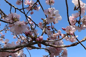 つぼみの状態のもまざっている桜の写真