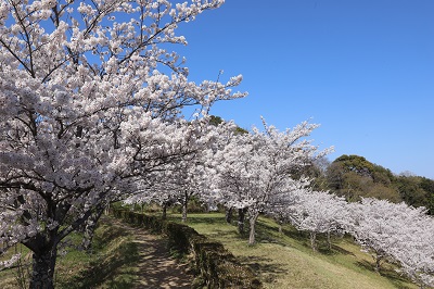 とらまる公園の桜