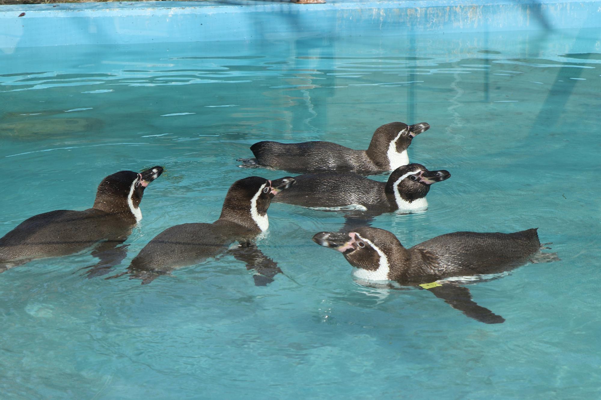 新しい水槽で泳ぐ5羽のペンギン