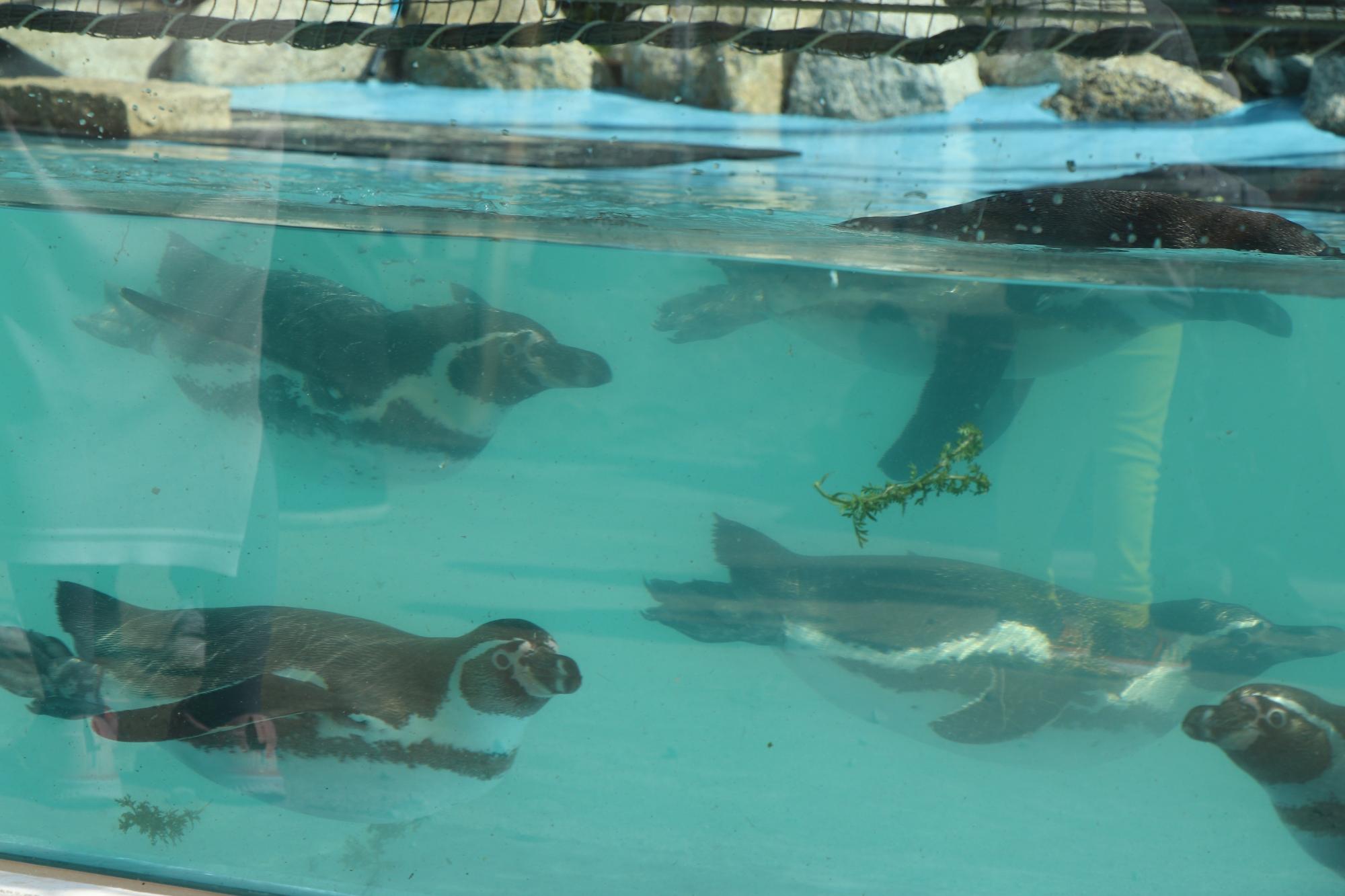 新しい水槽で自由に泳ぐペンギン