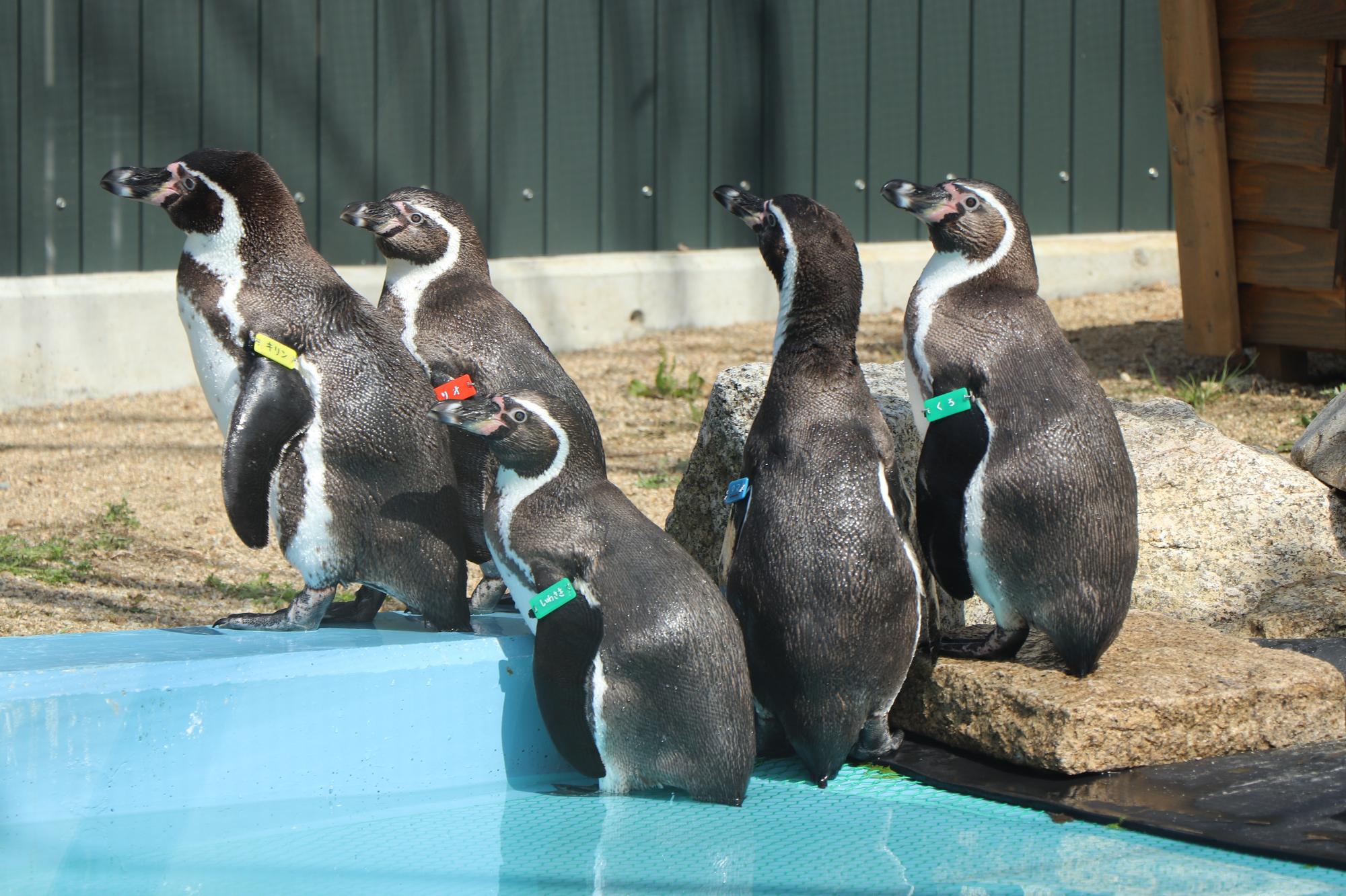 名札をつけた5羽のペンギンたち