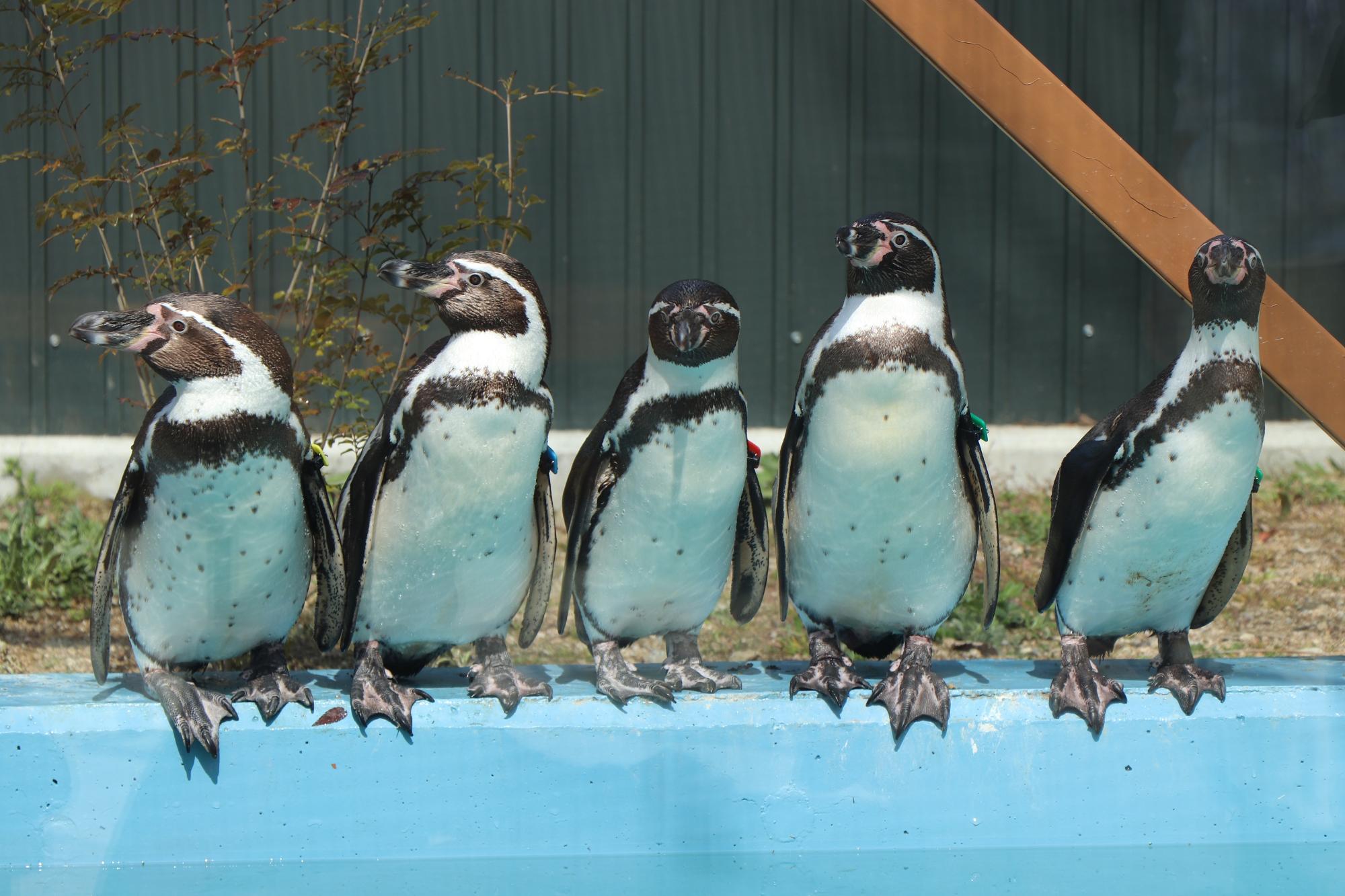 新しく仲間入りした5羽のペンギン