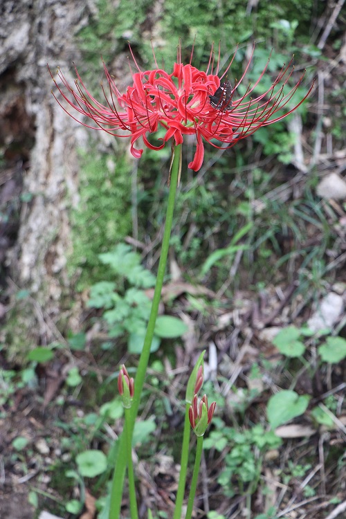 鮮やかな紅色の花が咲いているヒガンバナの写真