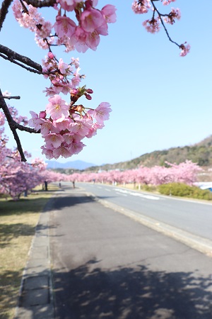 道路沿いに咲く、満開の桜の木々の写真
