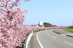 道路沿いに並ぶ、満開の桜の木々の写真