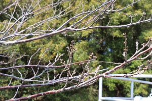 つぼみの状態の桜の写真