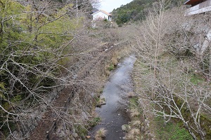 橋からのぞむ、川沿いに並ぶ桜の木々の写真