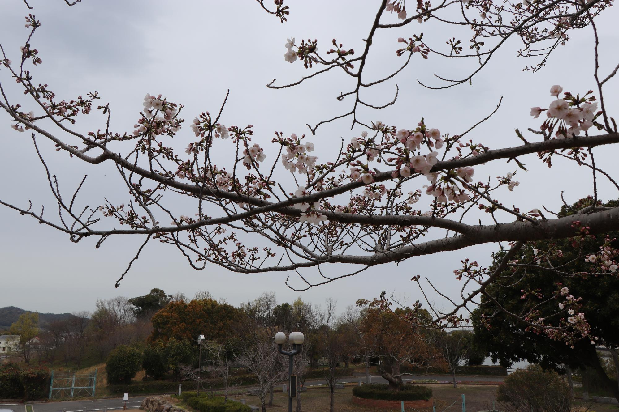 とらまる公園の北側にある、まだかたいつぼみの3分先の桜の写真
