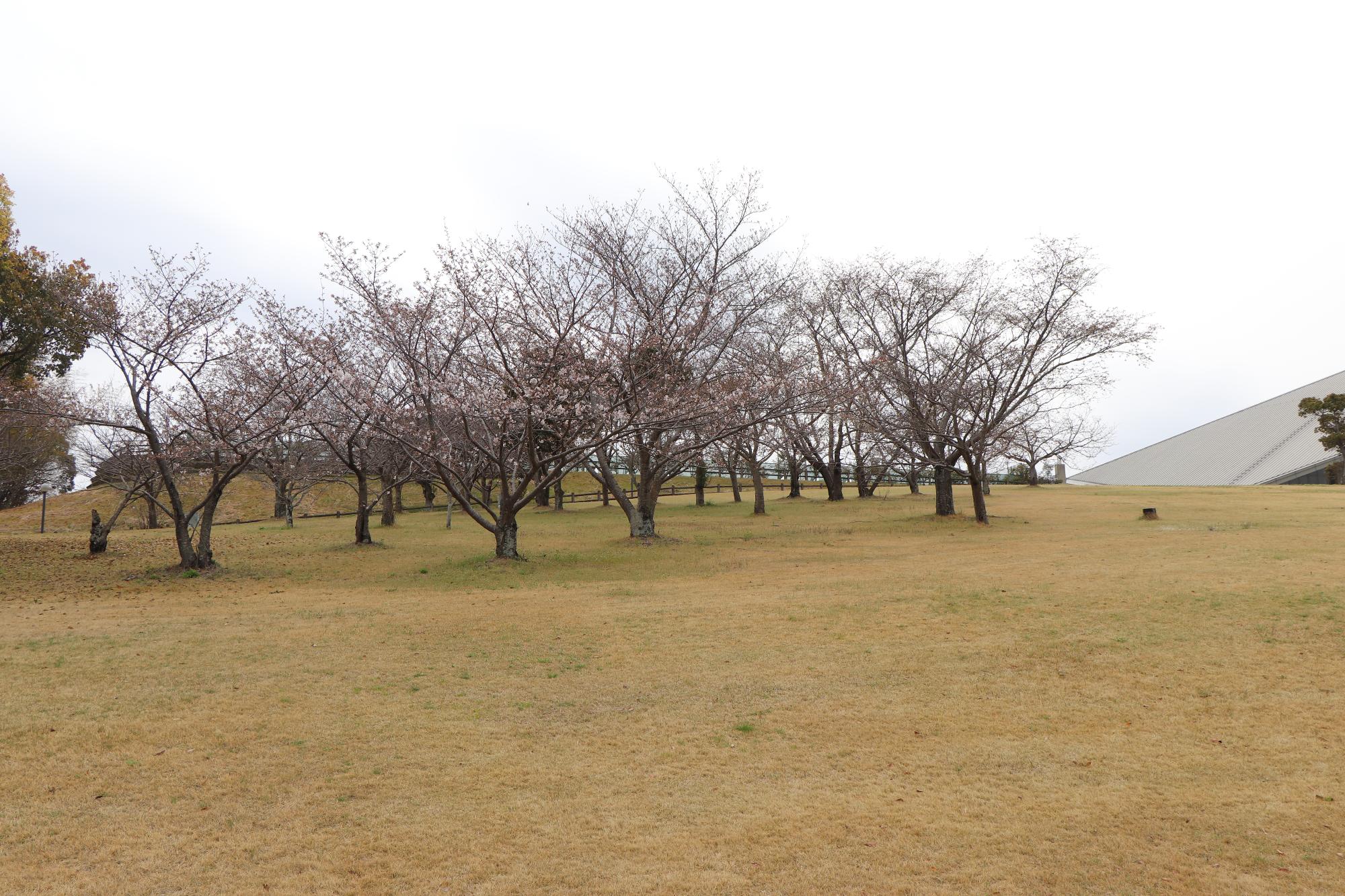 とらまる公園に咲く、かたいつぼみが多い3分咲きの桜の木の写真