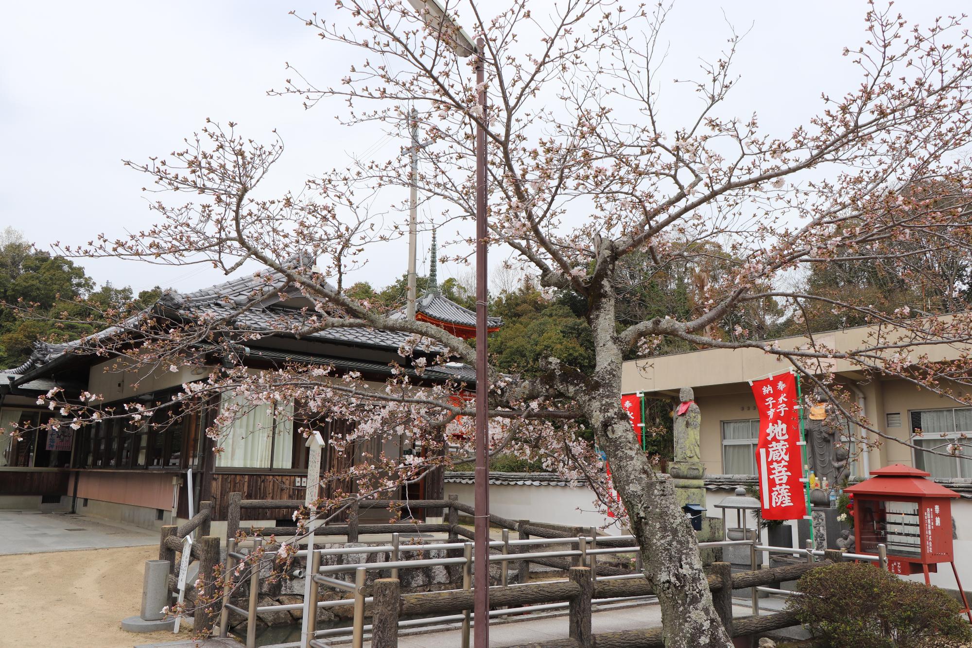 與田寺の境内に咲く、3分咲きの桜の写真