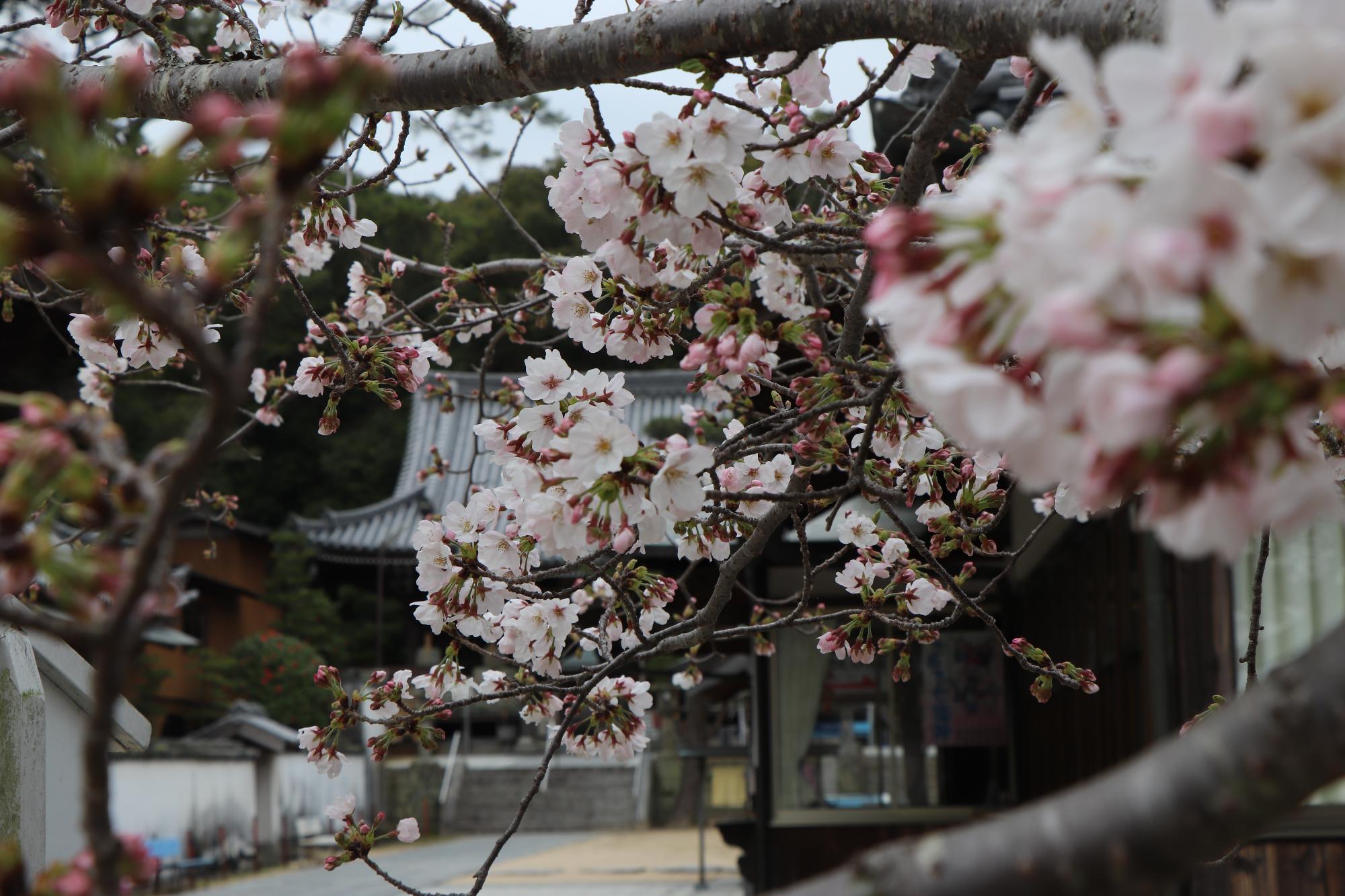 與田寺の境内に咲いている桜の花のズーム写真
